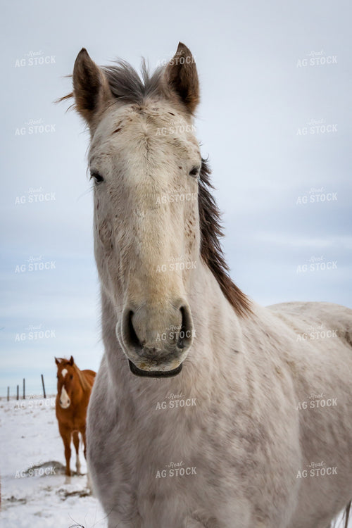 Horses in Snowy Pasture 138063