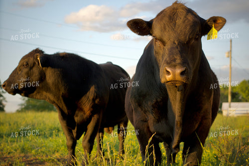 Angus Bulls on Pasture 251144