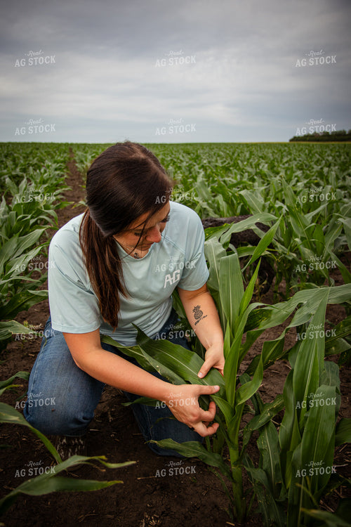 Female Farmer Checking Corn 67776