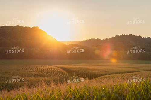Landcape Corn Tassels in the Sunset 52765