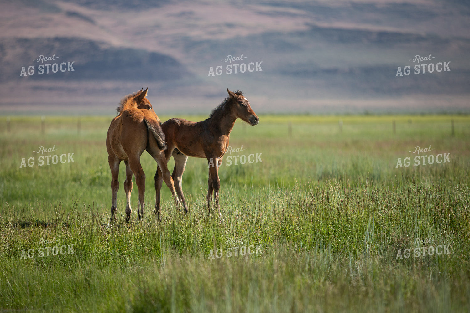 Foals on Pasture 78213