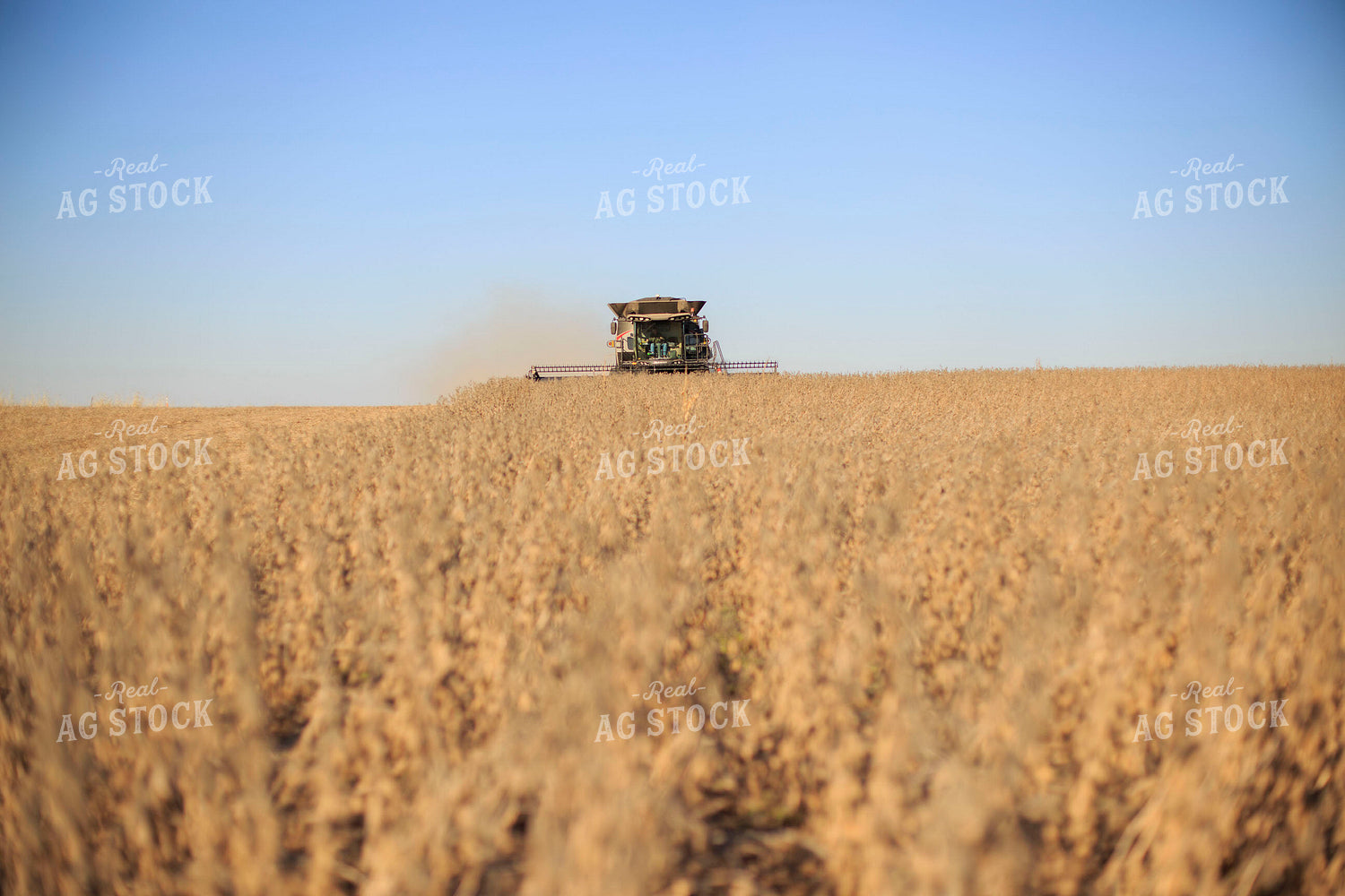 Soybean Harvest 93075