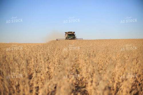 Soybean Harvest 93075