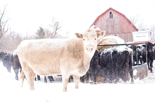Cow in Snow 74027