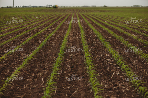 Side Dressing Fertilizer in Corn Field 5744