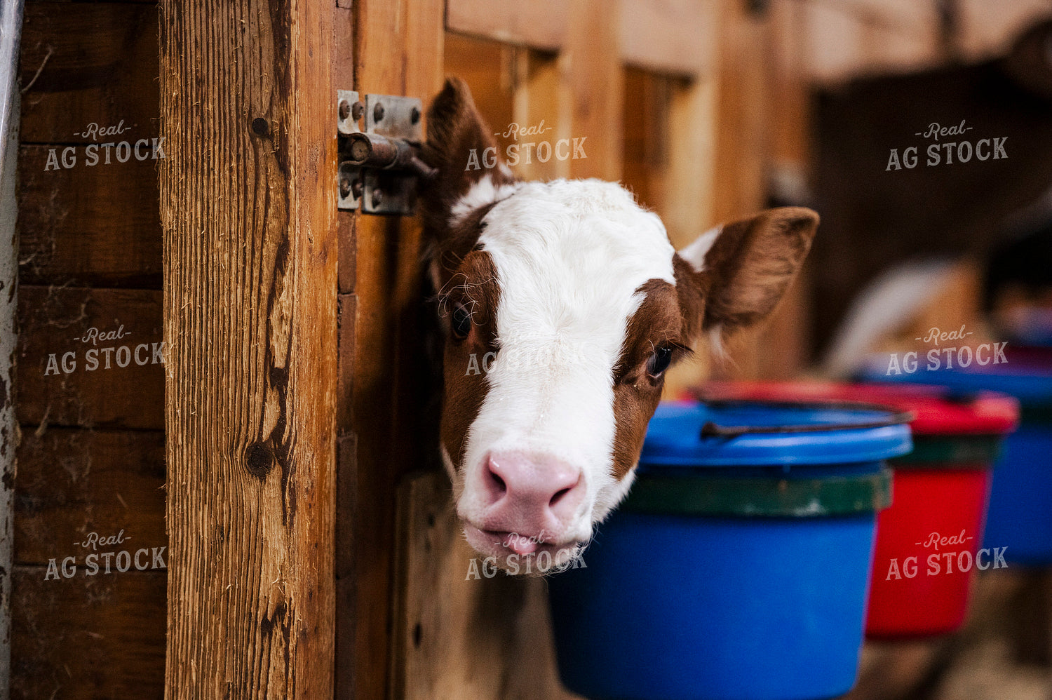 Holstein Calf 195050
