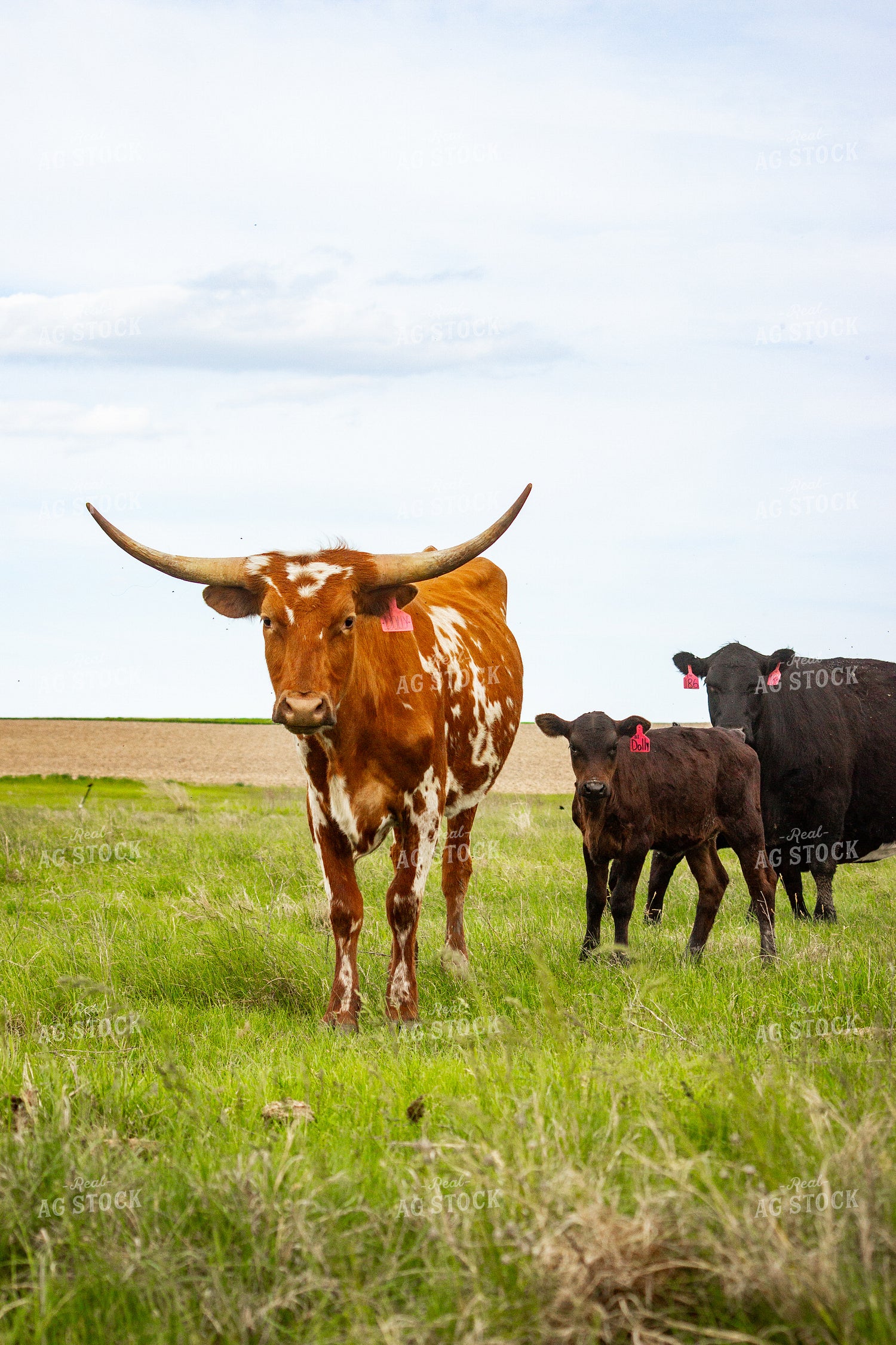 Longhorn Cow Calf Pair 155207