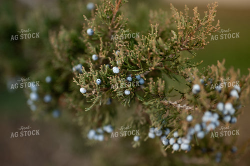 Juniper 185142
