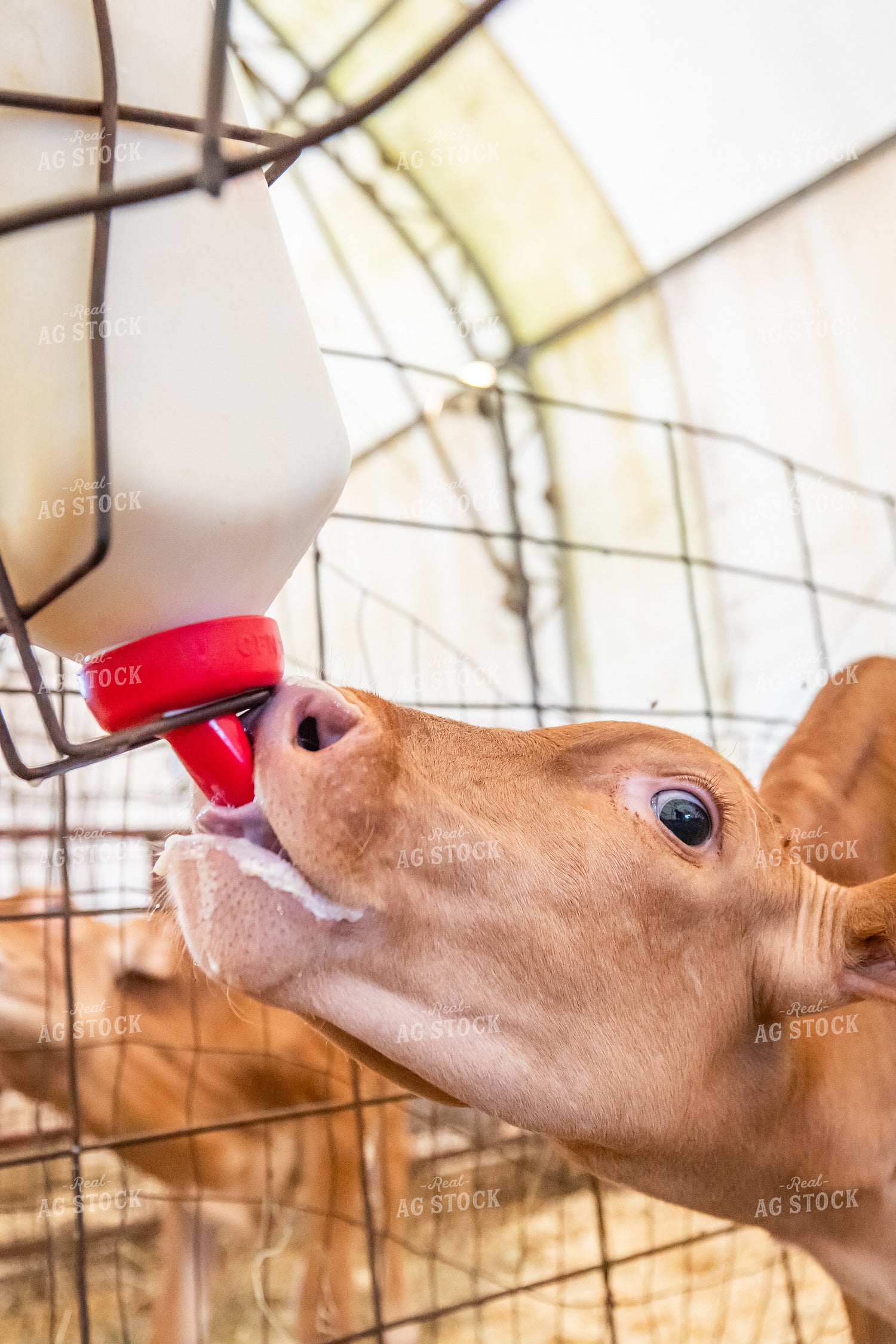 Guernsey Dairy Calf 270547