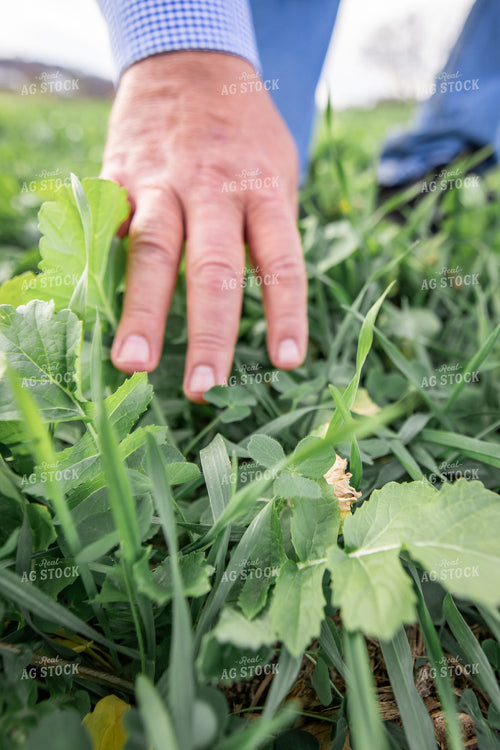 Early Growth Pumpkins 270052