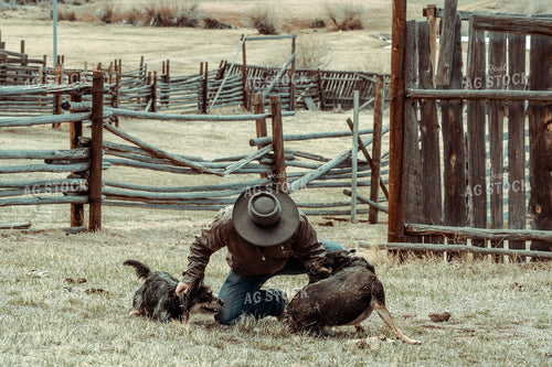 Ranch Dogs and Rancher 58092