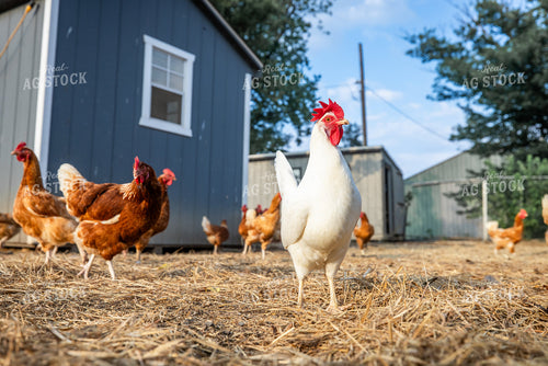 Free Range Chickens 270564