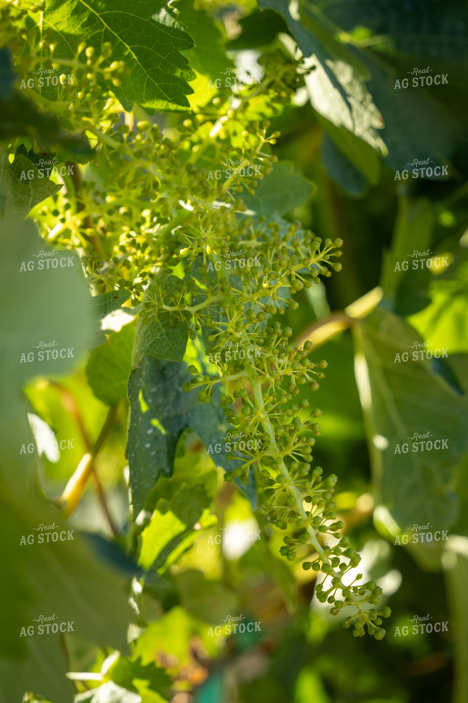 Grapevines 65794
