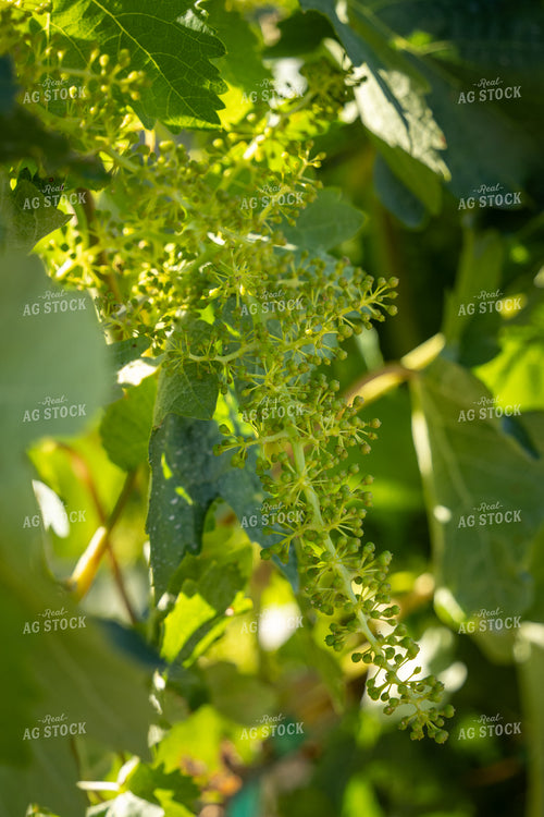 Grapevines 65794