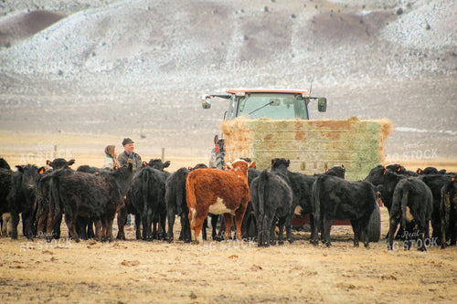 Rancher and Daughter Feeding Cattle 78124