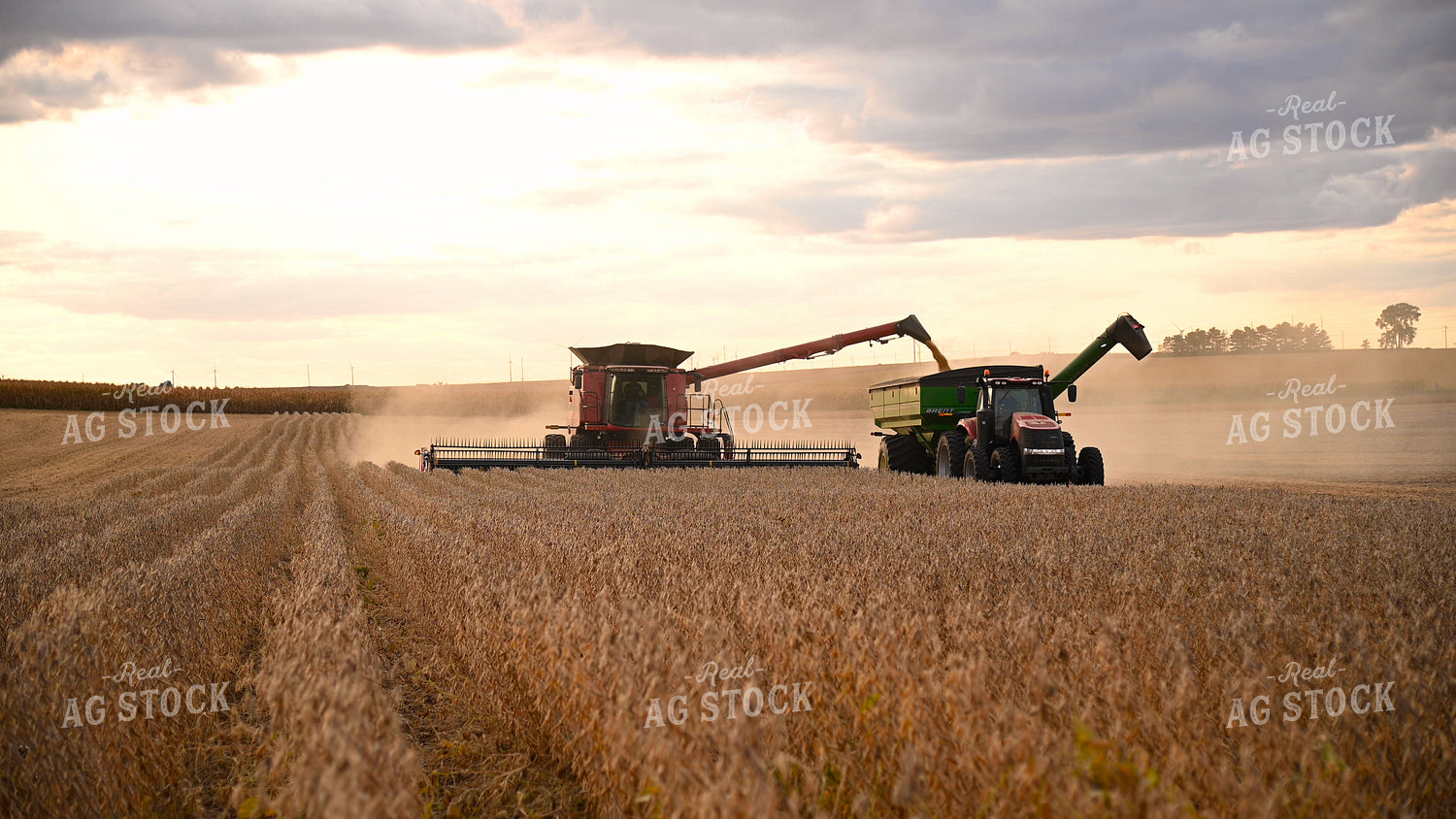 Combine Unloading Soybeans into Auger Wagon on the Go 25722