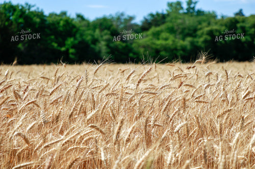 Dried Wheat Field 60020