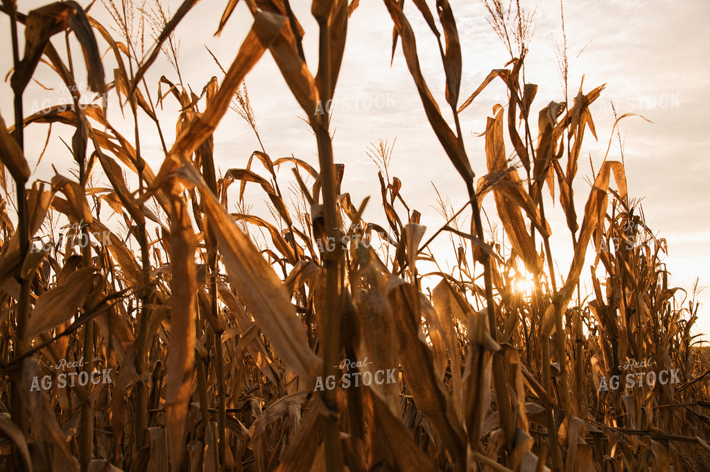Corn Field 26037 – Real Ag Stock