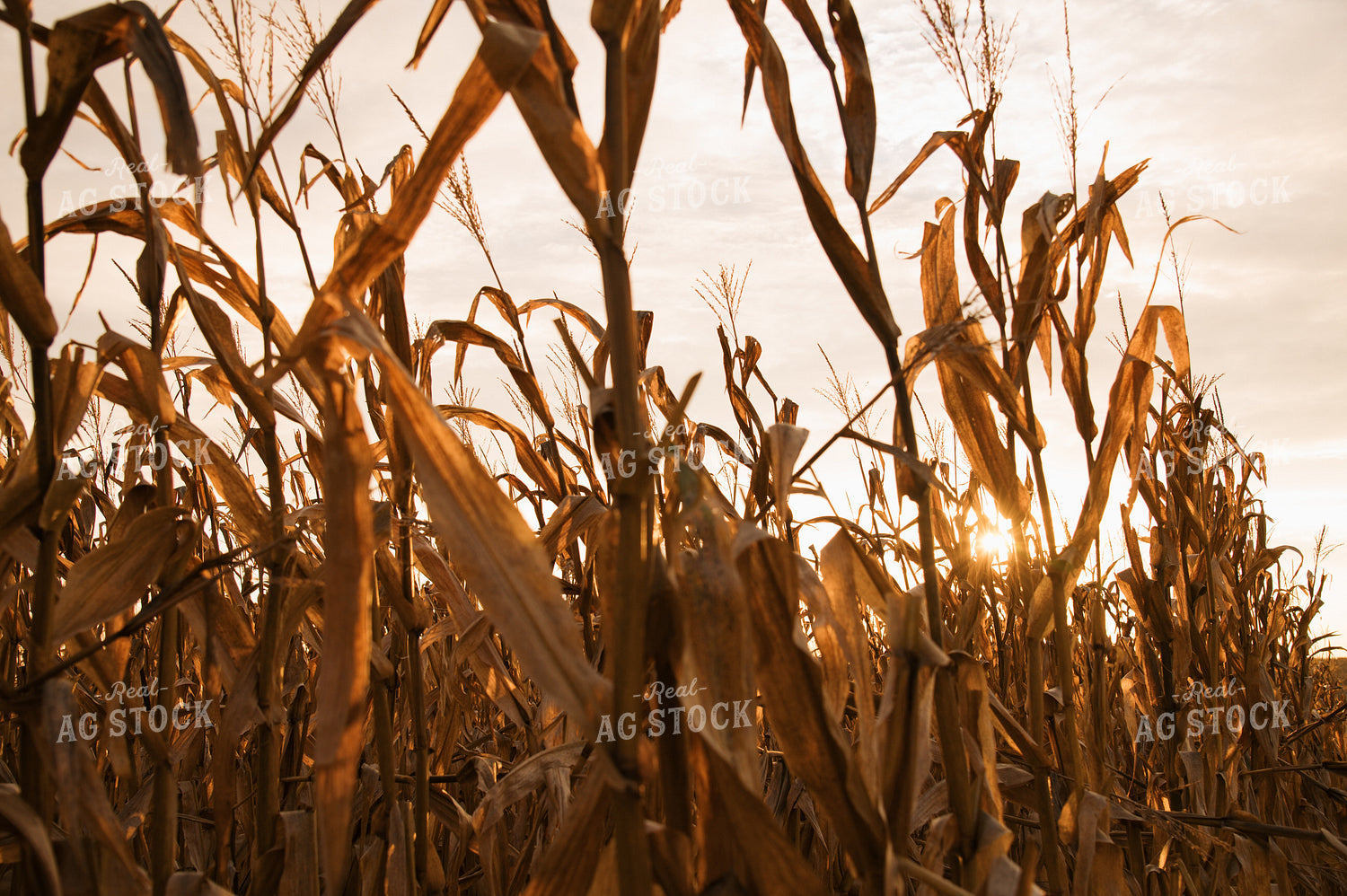 Corn Field 26037