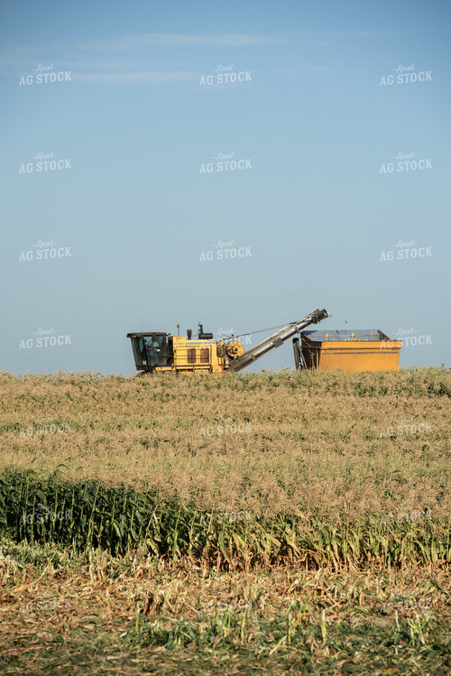 Sweet Corn Harvest 76645