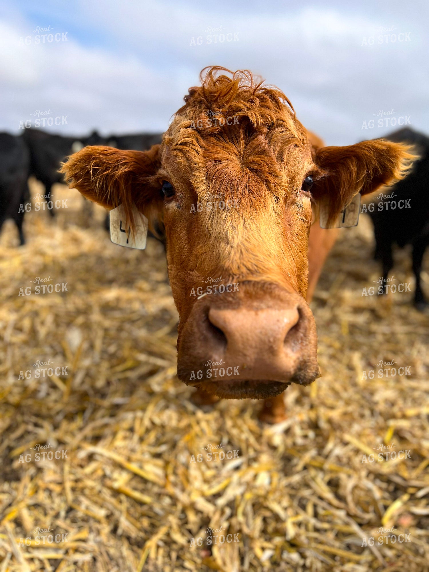 Red Angus Close Up 82473