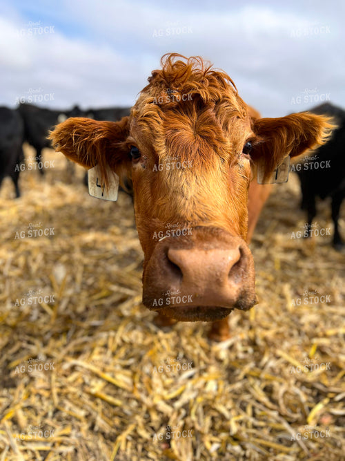 Red Angus Close Up 82473