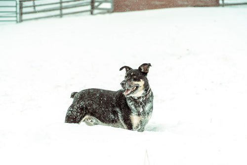 Dog in Snow 58048