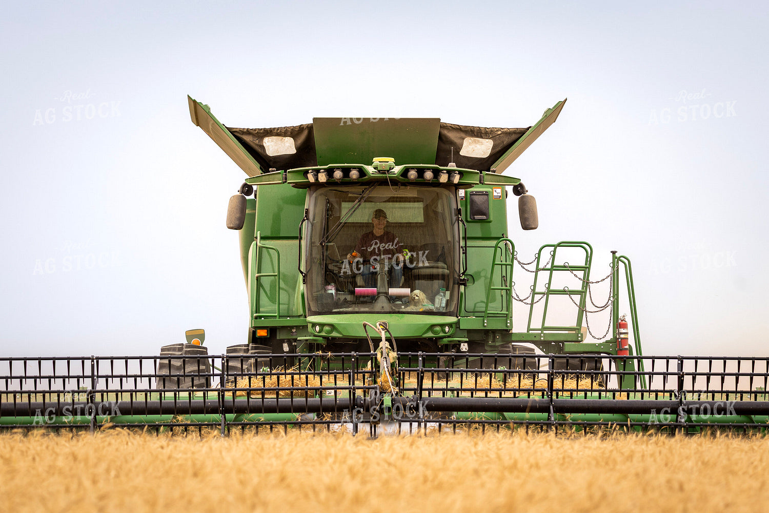 Wheat Harvest 187234