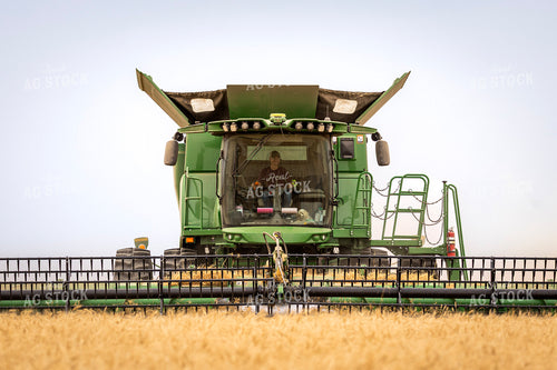 Wheat Harvest 187234