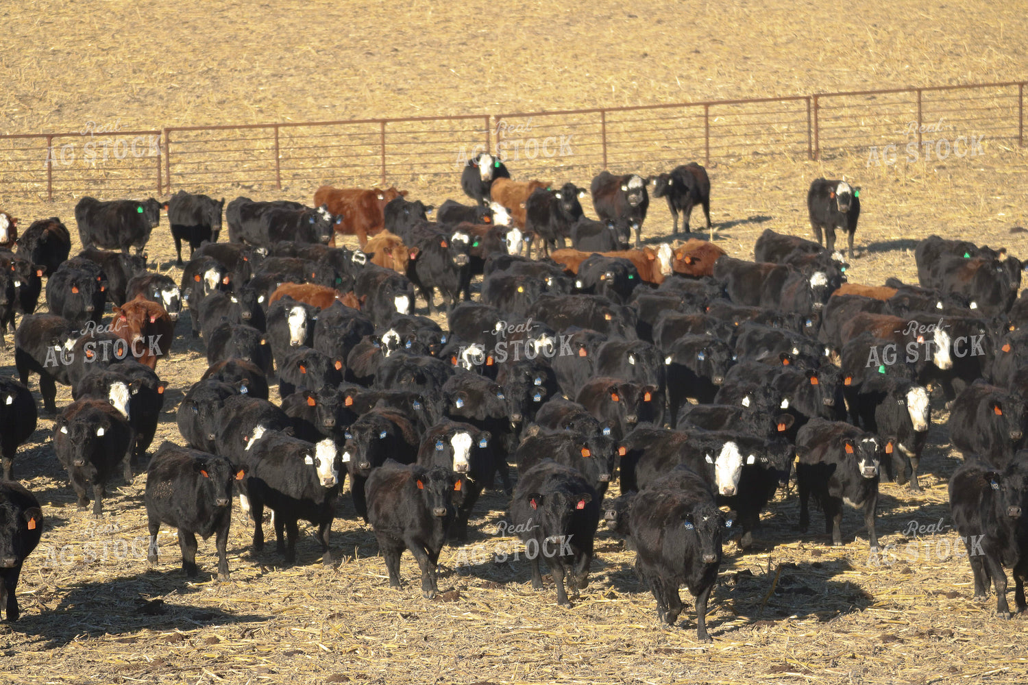 Angus Cattle on Pasture 82207