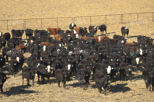 Angus Cattle on Pasture 82207
