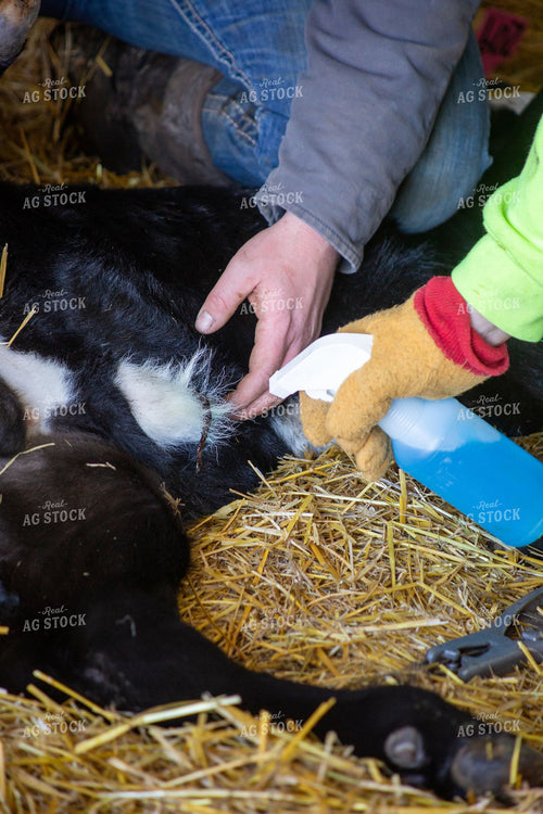 Rancher Applying Navel Treatment to Newborn Calf on Straw Bedding 406061