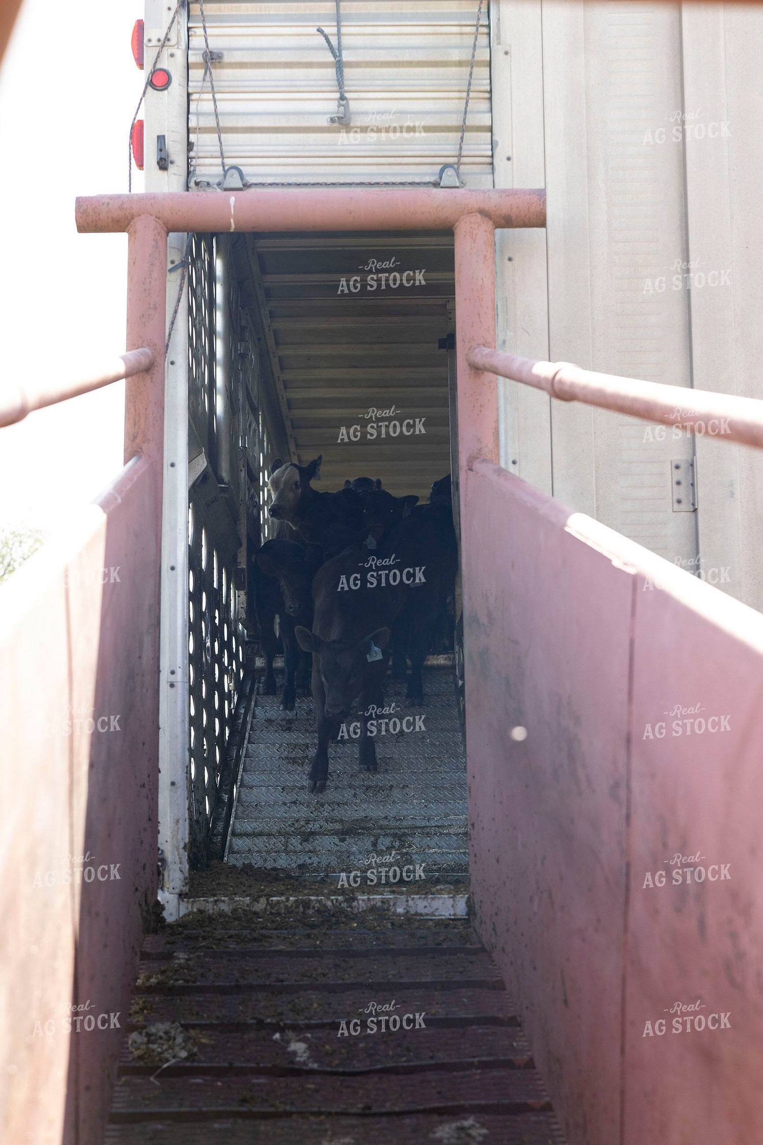 Calves on Loading Chute 205078