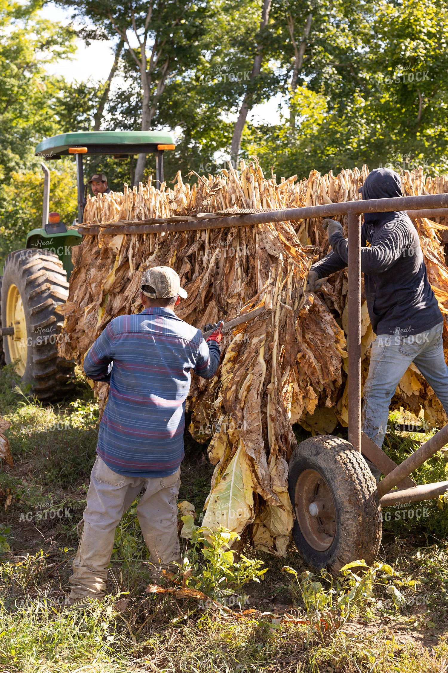 Curing Tobacco 52551