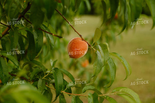 Young Peaches 125242