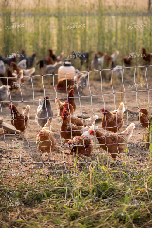 Free Range Chickens 76536