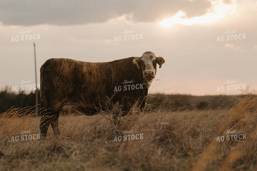 Braford Crossbred Cow 301017