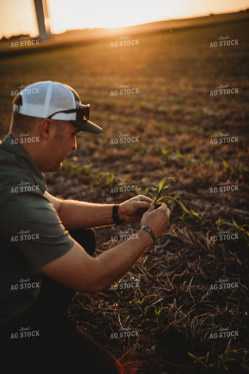Farmer Agronomist Examining Corn Roots in Triticale Cover Crop Field 5909