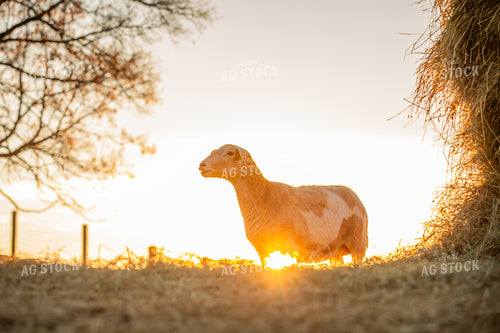 Sheep 270261