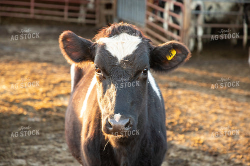 Holstein Cattle 142025