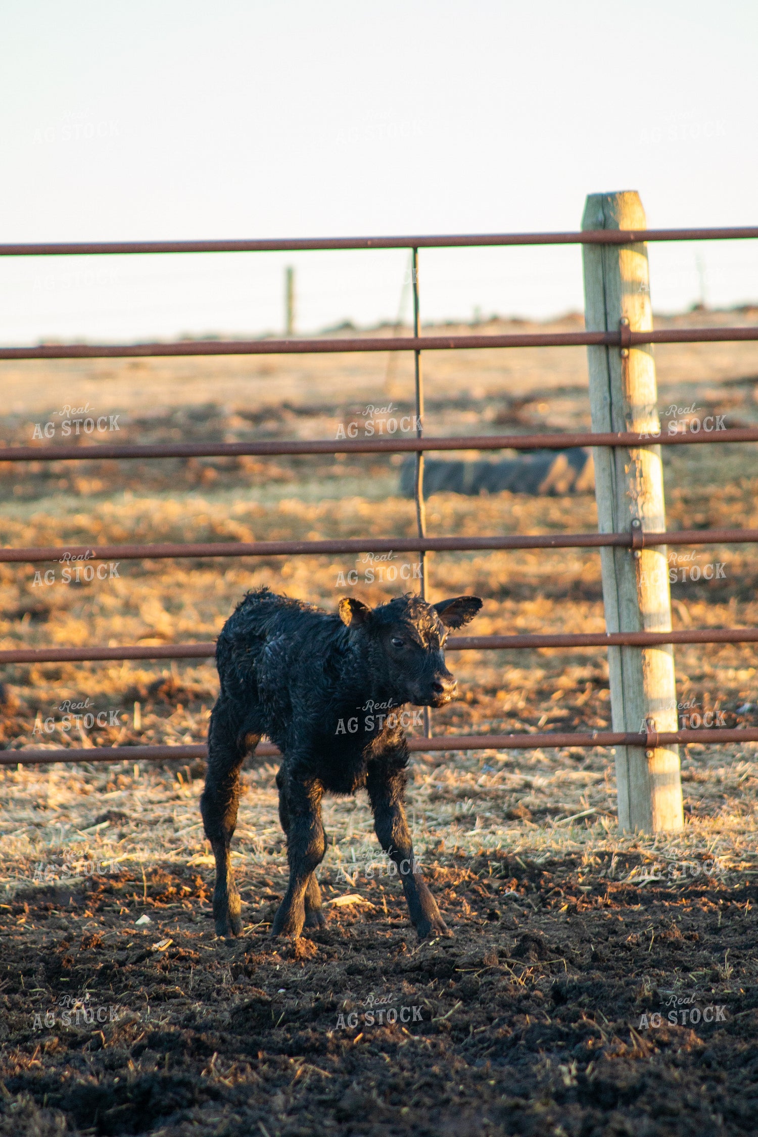 Calving Season 155547
