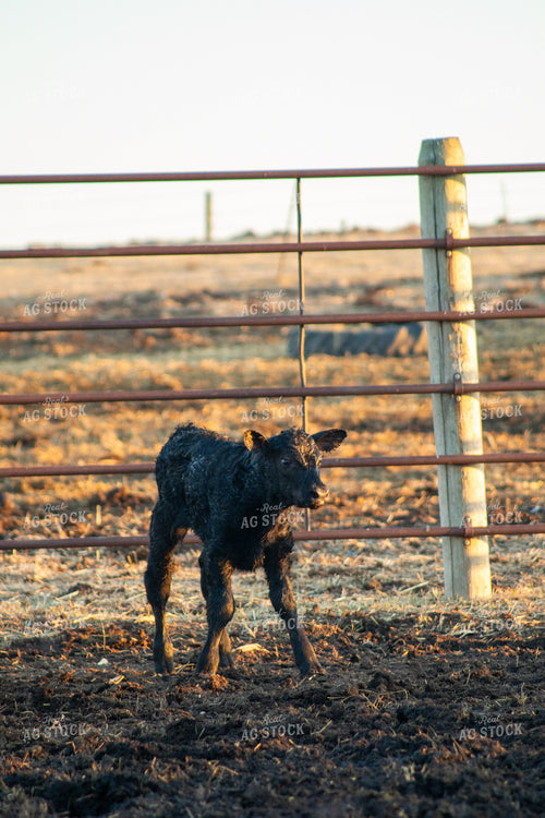 Calving Season 155547