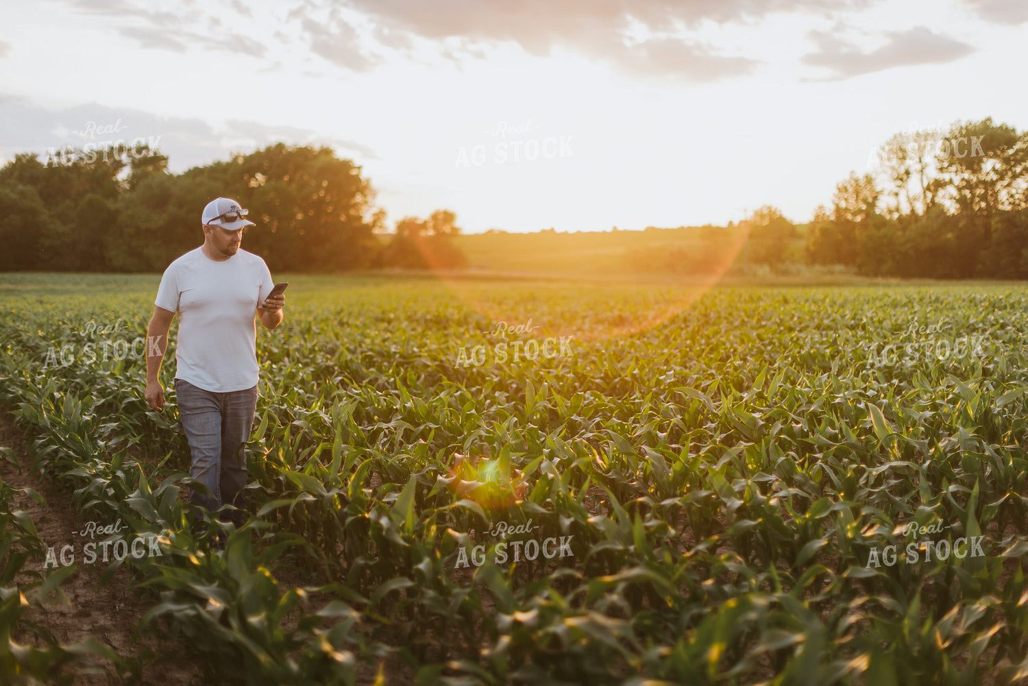 Farmer Looking at Phone in Cornfield 8834