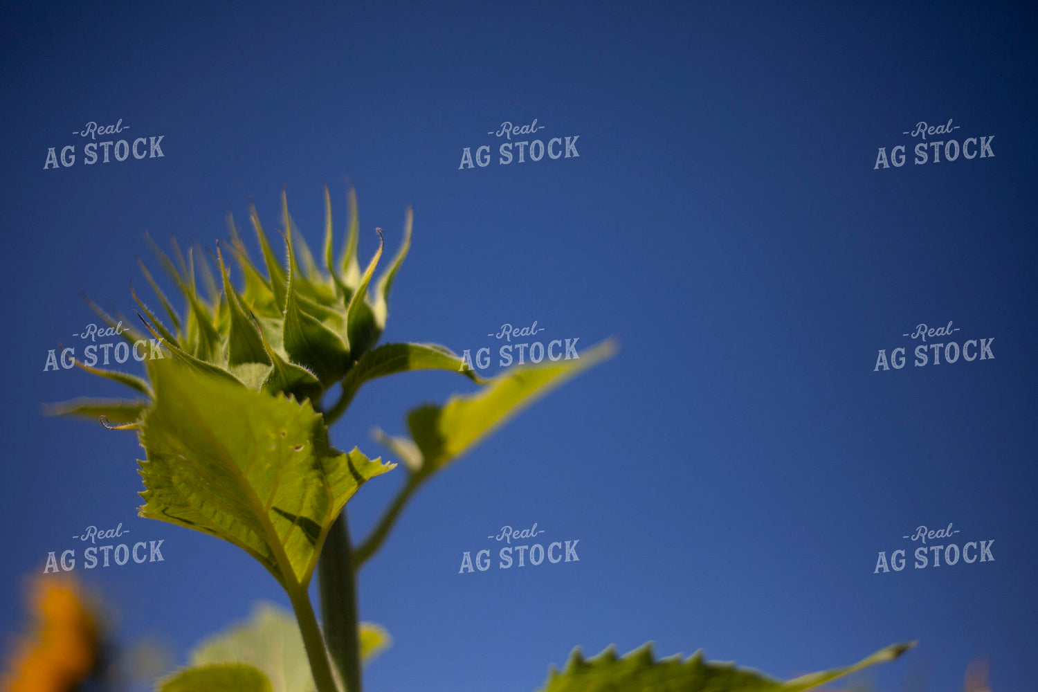 Sunflowers 2084