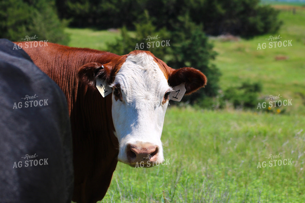 Cattle on Pasture 82491