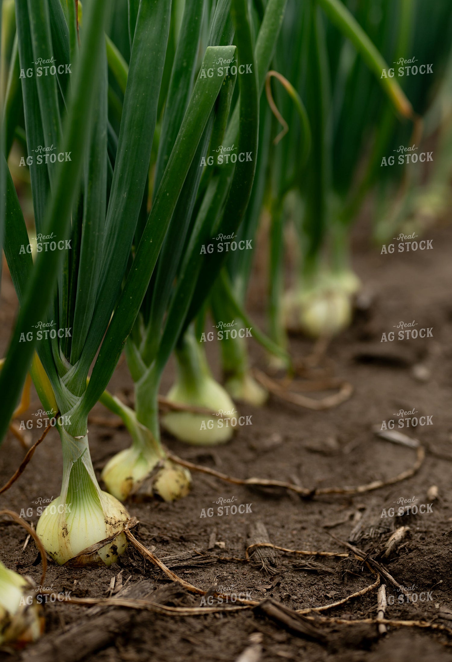 Onion Field 185164