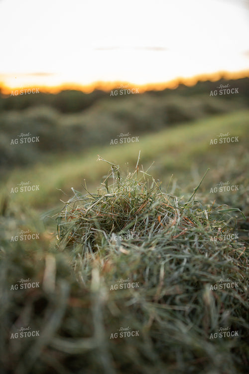 Cut Hay 270115