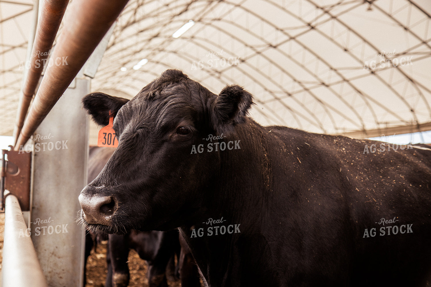 Cattle 67433