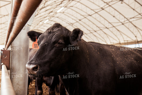 Cattle 67433