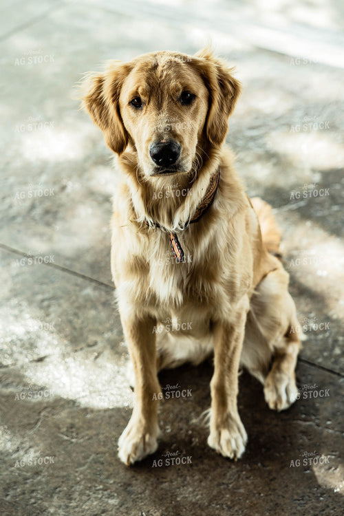 Dog in Farmyard 114049